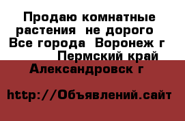 Продаю комнатные растения  не дорого - Все города, Воронеж г.  »    . Пермский край,Александровск г.